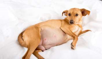 6 Signs Of Pregnancy In Dogs featured image