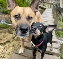 Supportive Chihuahua Teaches Special Needs Brother How To Walk featured image