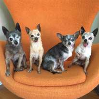 Toothless Senior Chihuahuas Adopted Together featured image