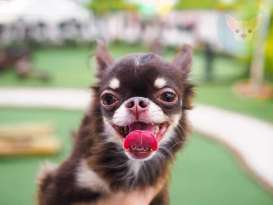 Home Remedies for Chihuahuas Bad Breath featured image