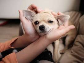 Senior Chihuahua Gets a Tiny Tortilla for His 17th Birthday. featured image