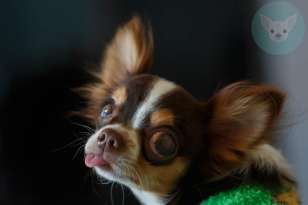 Can Chihuahua get Diabetes? featured image