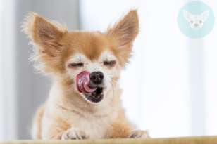 How Often Should Chihuahuas Eat? featured image