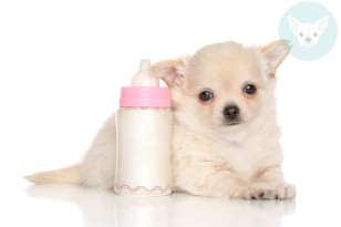 Can Chihuahuas Drink Milk? featured image