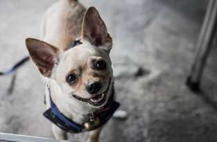 10 Things That Are Harder To Do When You Live With a Chihuahua featured image