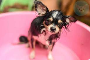 Chihuahuas Hair Loss featured image