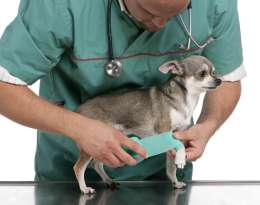 Signs your Chihuahua Needs to Go to the Vet featured image