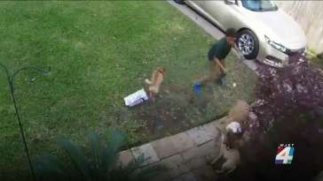 Video captures the Chaotic moment when a dog attack two chihuahuas in Murray Hill featured image