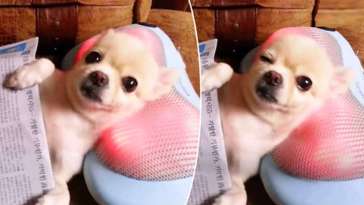 Chihuahua Chilling While Getting A Head Massage [Video] featured image