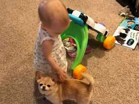 Toddler Still Grieving Chihuahua After 3 Years featured image