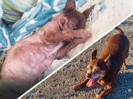 A Sweet Tale of Transformation for a Malnourished Chihuahua featured image