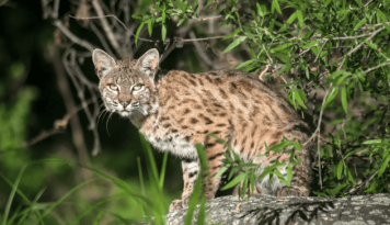 She Saved Chihuahua from Bobcat Attack: 'Don't Mess with My Little Baby' featured image