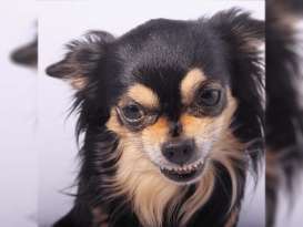 Why Are Chihuahuas So Aggressive? An In-Depth Exploration featured image