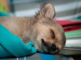 Why Do Chihuahuas Sleep so Much? featured image