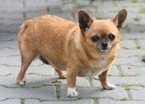 What Do You Need To Know About Chihuahua's Personality? featured image