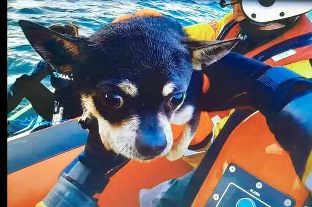 In safe hands: Remy the two year old Chihuahua on board the lifeboat