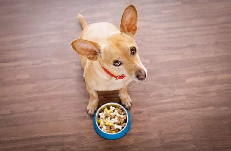 chihuahua with food bowl