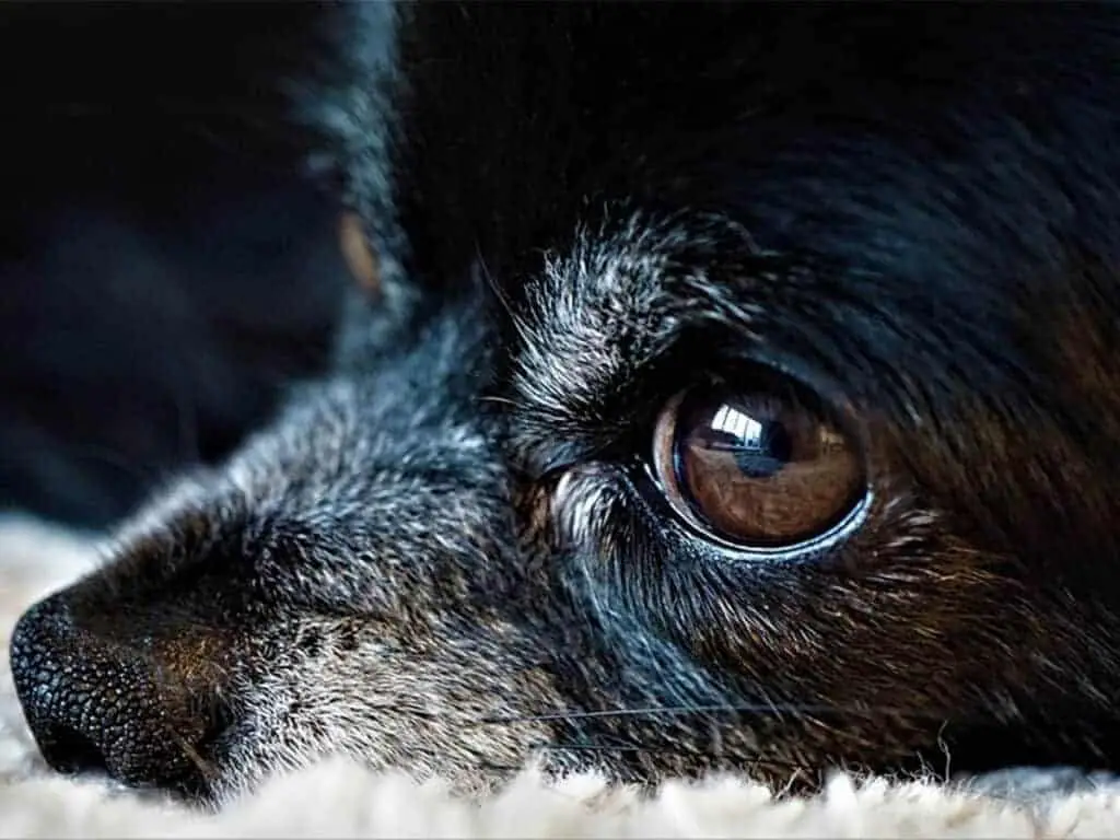 3 things all Chihuahua owners must know illustrated with a close-up eye of a Chihuahua