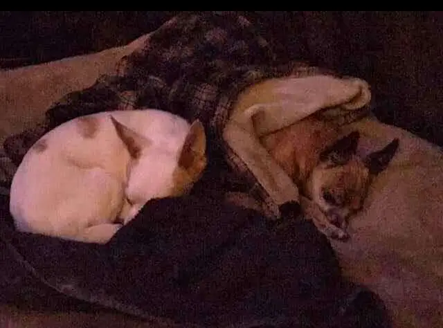 Scooter the dog tucks himself in on his new home