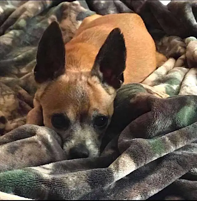 Adorable Chihuahua puppy tucking himself in shelter