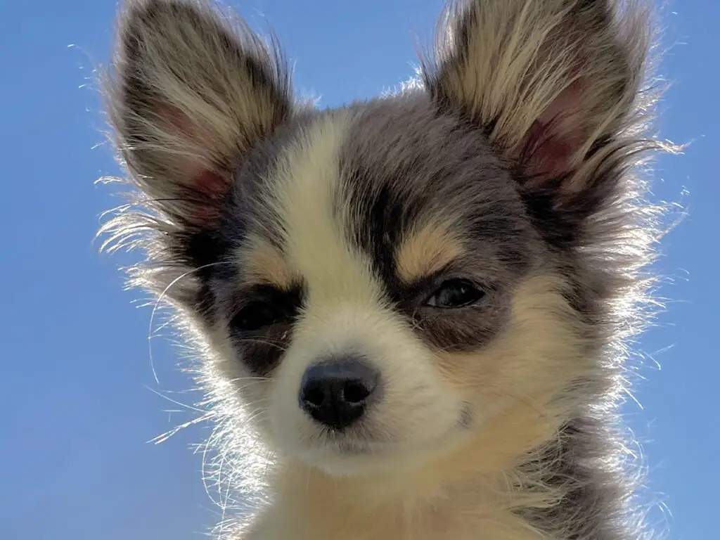 7 things you didn't know about the long-haired Chihuahua, illustrated by a close up of a pup