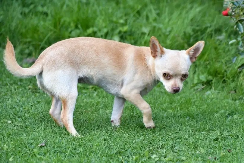 Male or female Chihuahuas - breeding