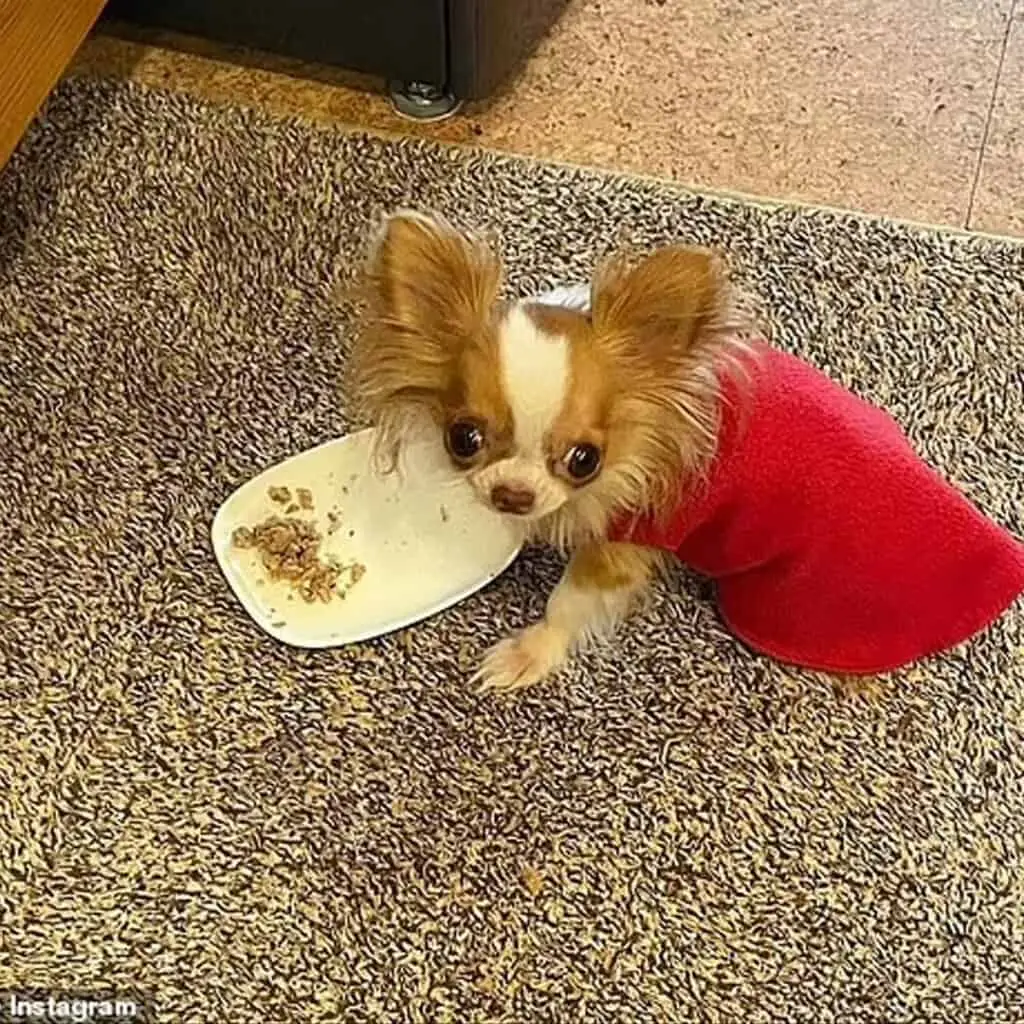 Tiny dog:Â The Indecent Proposal Star, 60, shared a photo of her dog sitting on her lap on her couch. Her cat was also there, as was a Starbucks cup to show the scale of how small her dog is