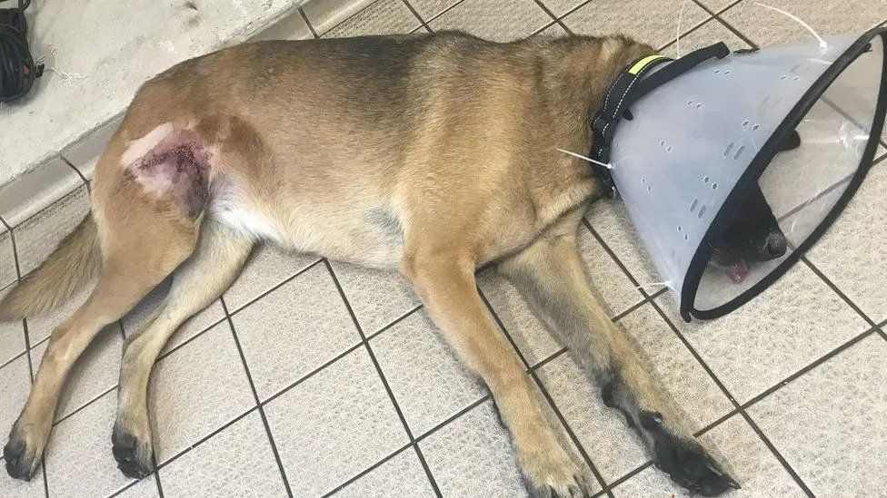 Graphic image of the dog and injury