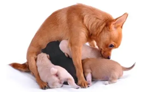 Image result for pregnant chihuahua