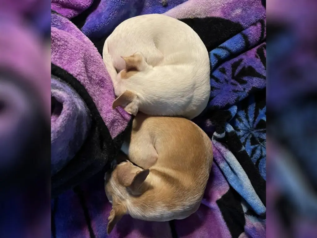 Two bagel Chihuahuas curled back-to-back in perfect harmony on a colorful blanket