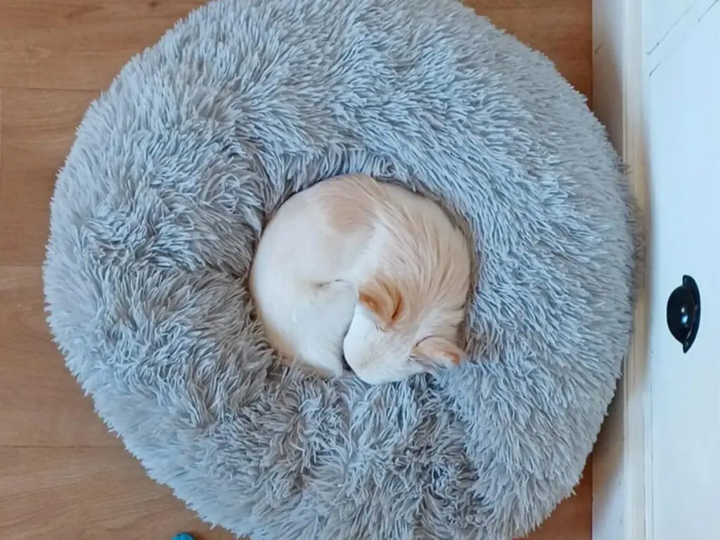 A pale Chihuahua peacefully sleeping, curled up in the middle of a shaggy grey donut-shaped bed