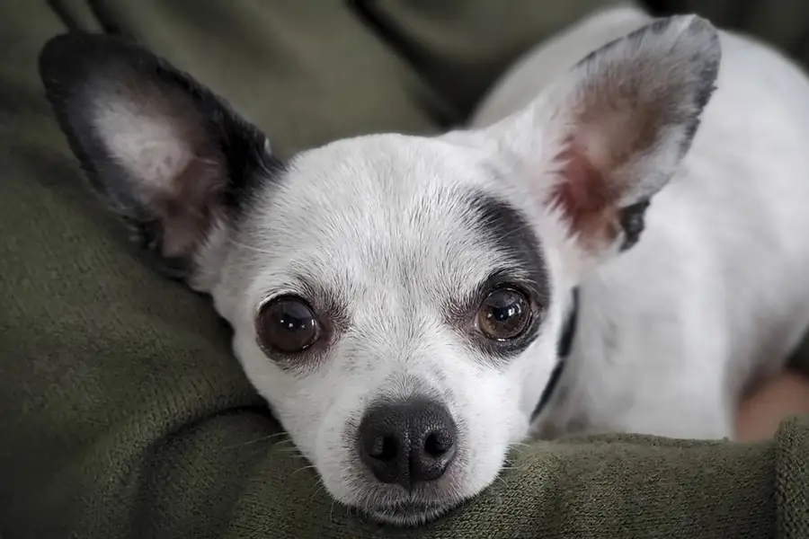 Facts About Chihuahuas | ASPCA Pet Health Insurance