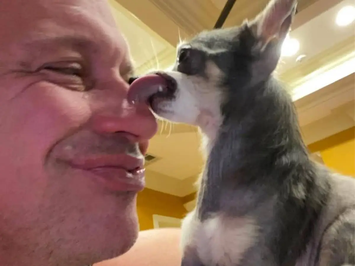 Rescued Chihuahua licking Bobby at the Bobby Humphreys Chihuahua Sanctuary