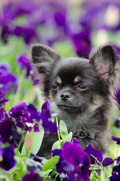 Chihuahua, Flowers, Sweet, Summer, Spring