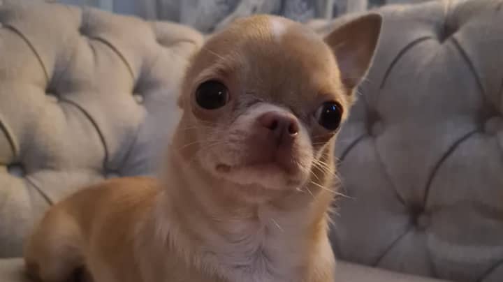 chihuahua-on-sofa.jpeg (15 KB)