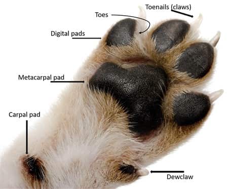 chihuahua-paw-anatomy+(450+x+373)-min-960w.jpg (17 KB)