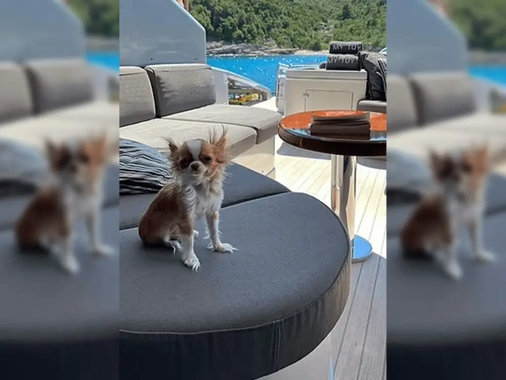 Viva la France! Pilaf, the Demi Moore pup on a yacht - Credits: Demi Moore Instagram