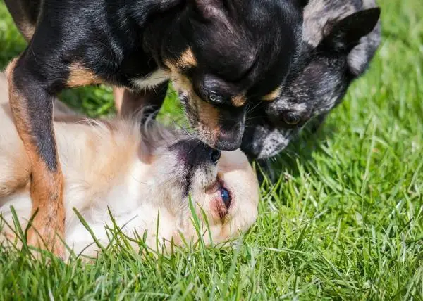 The Most Common Chihuahua Health Issues - Dental problems in Chihuahuas 