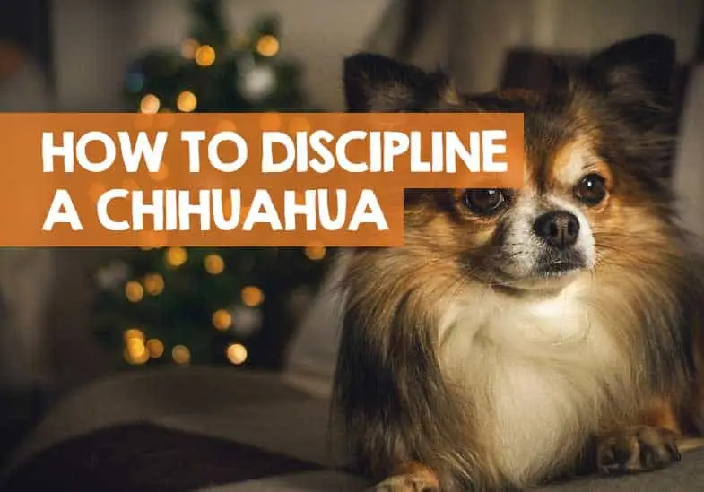 how to discipline a chihuahua