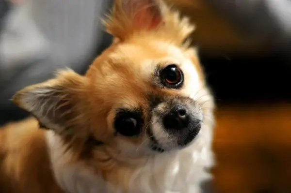 The Most Common Chihuahua Health Issues - Eye problems in Chihuahuas 