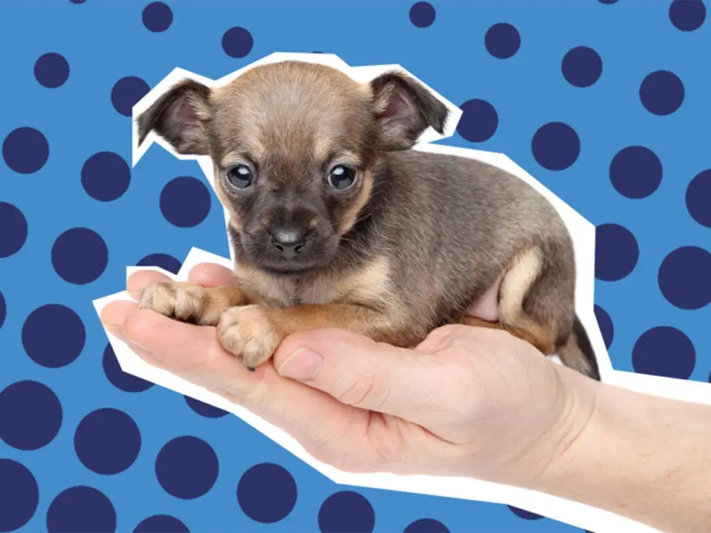 Cute Facts About Chihuahuas - Their Size