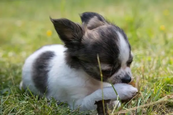 The Most Common Chihuahua Health Issues - Hemophilia A in Chihuahuas 