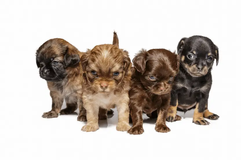 group of four brown chihuahua puppies standing together with eyes barely open