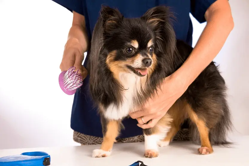 tri-color long-haired chihuahua being brushed by groomer