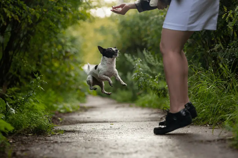 black and white chihuahua jumping for a treat outside with trainer
