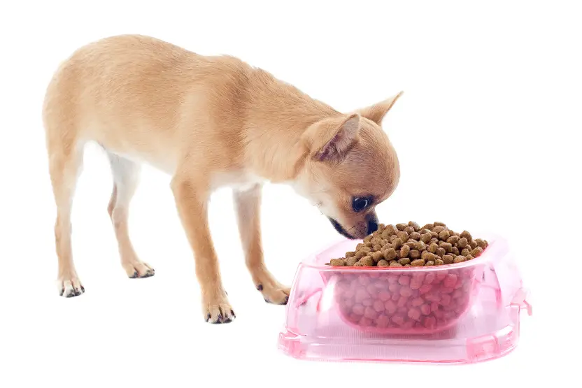 cream colored chihuahua eating from a pink food bowl