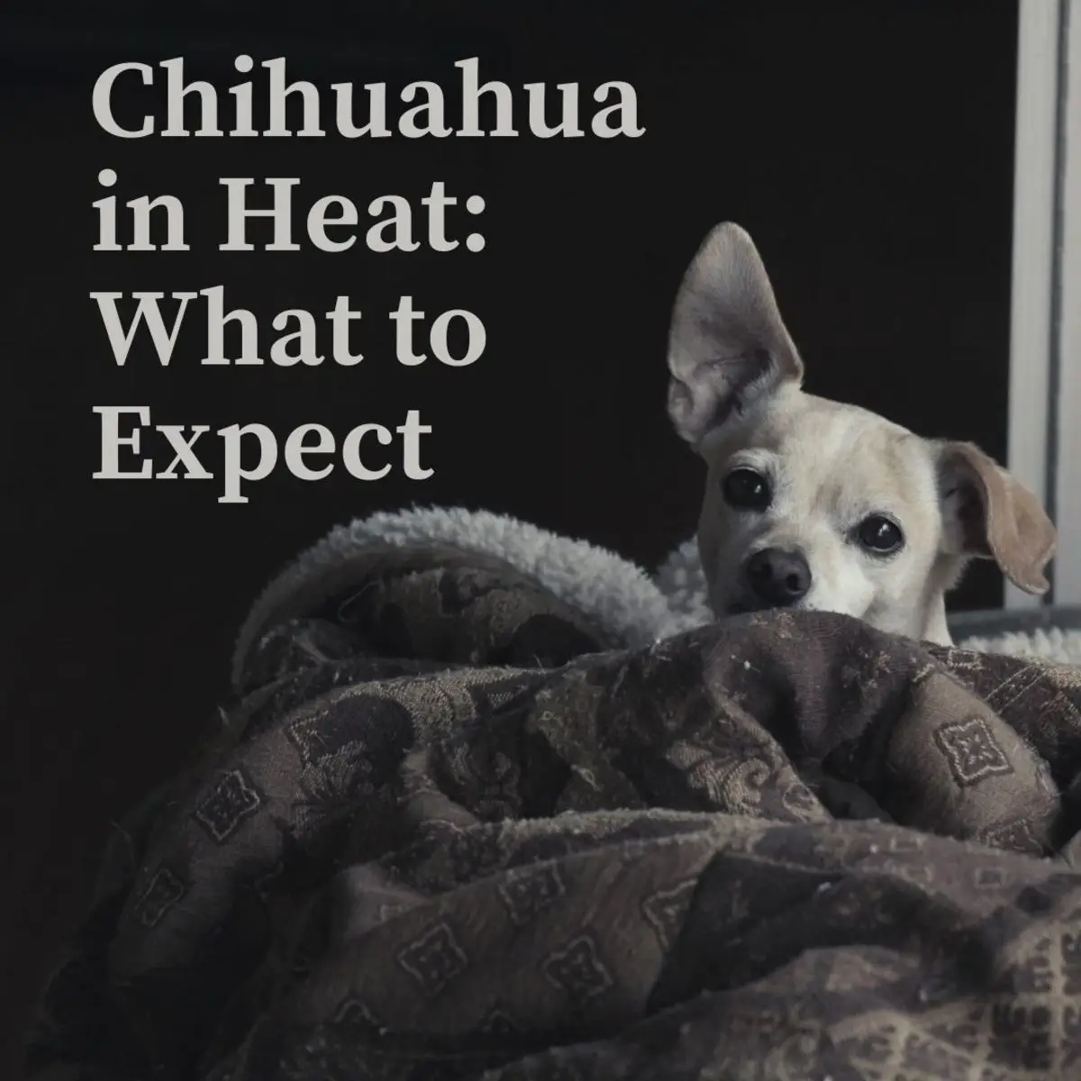 All about the Chihuahua heat cycle and what to expect