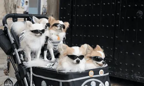 Some of Japan's pampered pet dogs. Photograph: Alamy