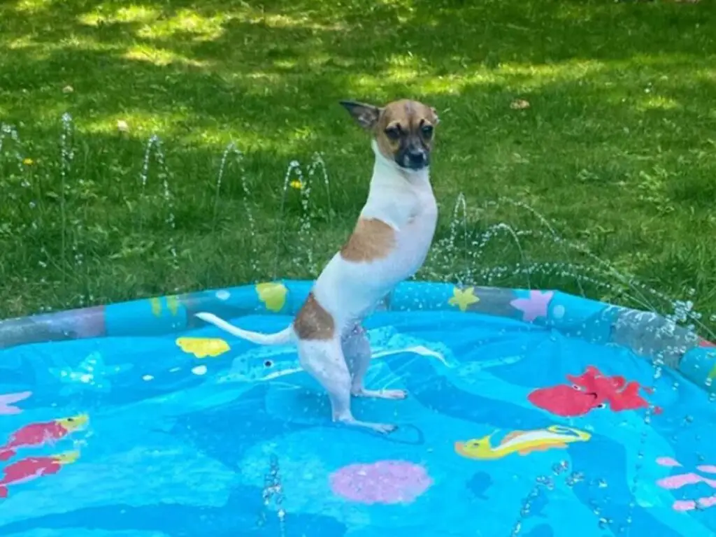 Joey, the dog terrier Chihuahua in the pool
