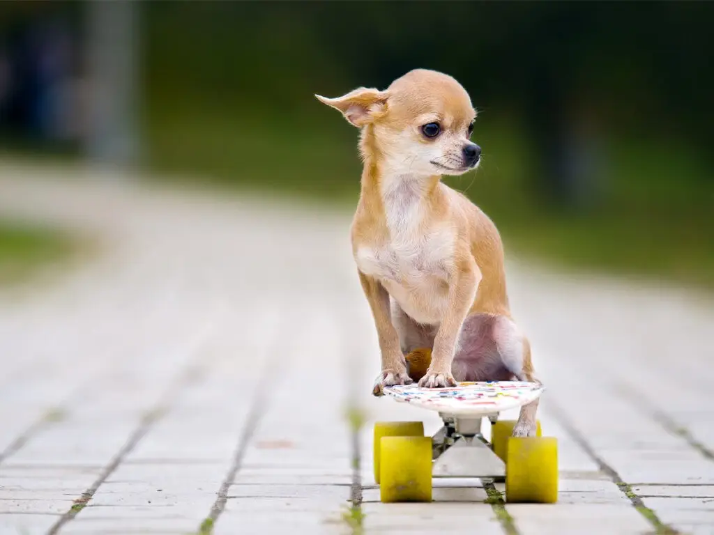 Chihuahua care - a pup strolling on the pavement